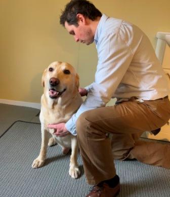 a dog being treated